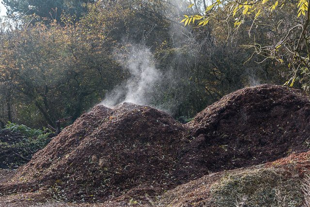 Steaming Compost, Trent Park, Enfield